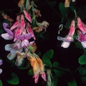 Lathyrus vestitus, Tunnel Road, Santa Barbara County