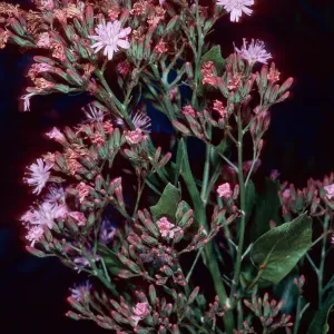 Munzothamnus blairii, Island Section, Santa Barbara Botanic Garden