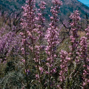 Turricula parryi, Highway 33