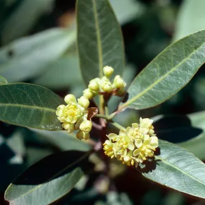 Umbellularia californica, Rattlesnake Canyon, Santa Barbara County