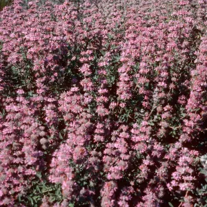 Salvia leucophylla, Point Sal, Santa Barbara County