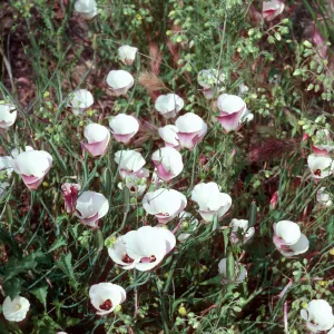 Calochortus catalinae, Encinal Canyon Road, Santa Monica Mountains, Los Angeles County