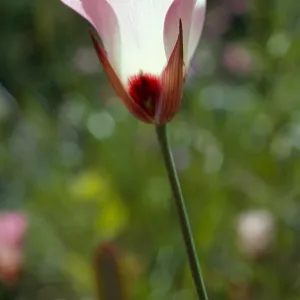 Calochortus catalinae, Encinal Canyon Road, Santa Monica Mountains, Los Angeles County