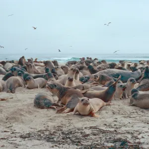 Elephant Seals, Point Bennett, San Miguel Island