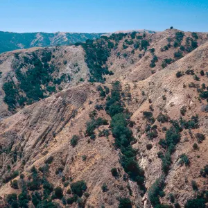 Lynothamnus on fault