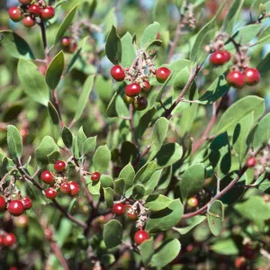Arctostaphylos rudis, Lompoc, Santa Barbara County