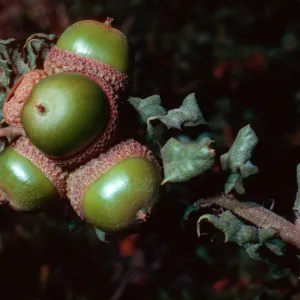 Quercus durata, Cuesta, note: used in California Oaks Book, San Luis Obispo County