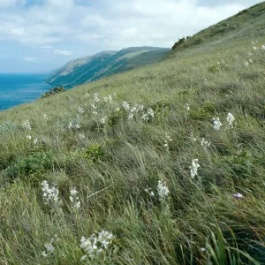 Delphinium variegatum kinkiense, North of Nanny Canyon, note: used in Navy Report, San Clemente Island