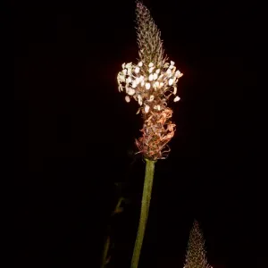 Plantago lanceolata, Tunnel Road, Santa Barbara County