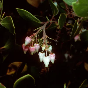 Arctostaphylos rudis, Burton Mesa Ecological Reserve, Santa Barbara County