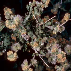 Ambrosia eriocentra, Vulcan Mine, Providence Mountains, San Bernardino County