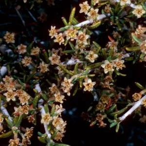 Cercoparpus intricatus , Keystone Canyon, New York Mountains, San Bernardino County