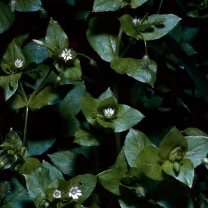 Stellaria media, Calle Poniente, Santa Barbara County, note: used in Santa Barbara Magazine, Weeds, 1964
