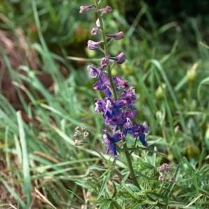 Delphinium, terrace, West of campground, East Anacapa Island