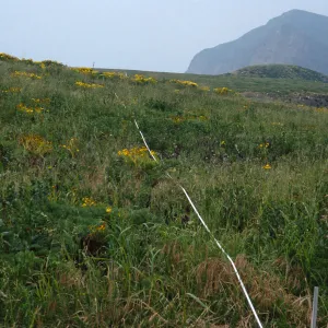 Transect #5, looking West, Middle Anacapa Island