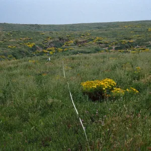 Transect #5, looking East, Middle Anacapa Island