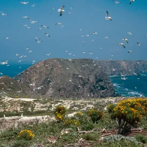gulls, terrace, Middle Anacapa Island