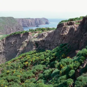 Lavatera location, after recent mudslide, Middle Anacapa Island
