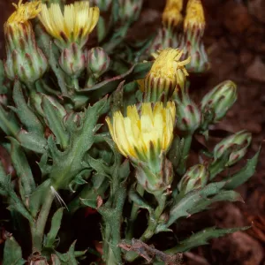 Malacothrix squalida, Middle Anacapa Island