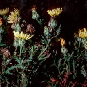 Malacothrix squalida, Middle Anacapa Island