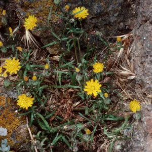 Malacothrix junakii, Sea Arch peninsula, Middle Anacapa Island
