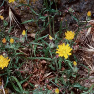Malacothrix junakii, Sea Arch peninsula, Middle Anacapa Island