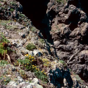 Malacothrix habitat, Sea Arch peninsula, Middle Anacapa Island
