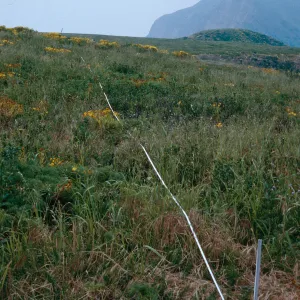 Transect #5, looking West, Middle Anacapa Island
