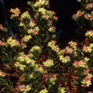 Galiium angustifolium, upper Summit Canyon, West Anacapa Island