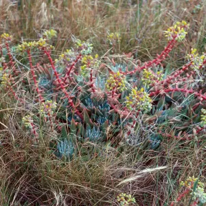 Dudleya caespitosa, just East of West terrace, West Anacapa Island