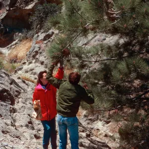 Torrey Pine w/Carol B. & Dan Richards, Beechers Bay, Santa Rosa Island