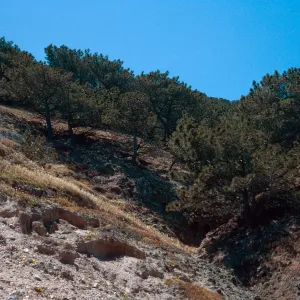 Torrey Pines, Beechers Bay, Santa Rosa Island
