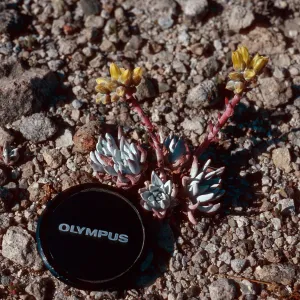Dudleya greenei f. nana, East Point, Santa Rosa Island