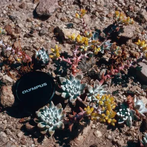 Dudleya greenei f. nana, East Point, Santa Rosa Island