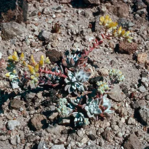 Dudleya greenei f. nana, East Point, Santa Rosa Island