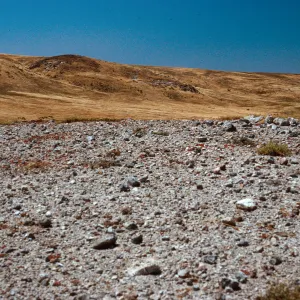 Dudleya greenei habitat, East Point, Santa Rosa Island