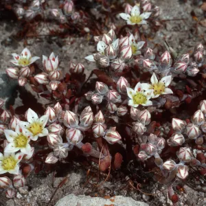 Dudleya blochmaniae insularis, South of Î” Oar, Santa Rosa Island