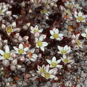 Dudleya blochmaniae insularis, Santa Rosa Island