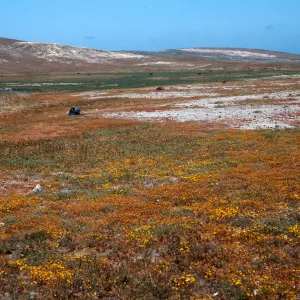 Dudleya blochmaniae insularis, South of Î” OAR, Santa Rosa Island