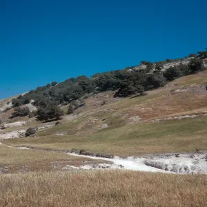 Torrey Pines, Santa Rosa Island