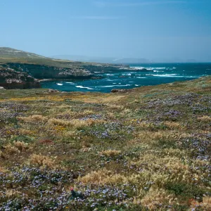 Phacelia, Lasthenia, dunes, West of Garanon Canyon, Santa Rosa Island