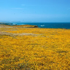 Lasthenia, West of Garanon Canyon, Santa Rosa Island