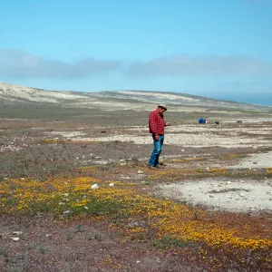 Bill Halvorson at Dudleya blochmaniae insularis site, South of Î” OAR, Santa Rosa Island