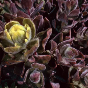 Castilleja mollis, Carrington Point, Santa Rosa Island
