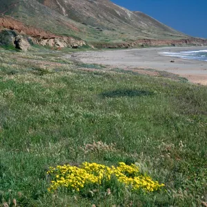 Oxalis pes-capre, SC-3575, Pozo Beach, Santa Cruz Island