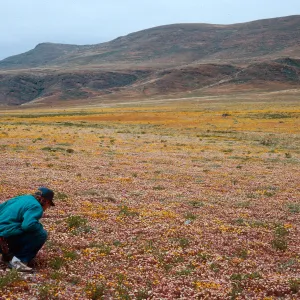 Dudleya nesiotica, Lasthenia, Steve McCabe, Forneys Cove, Santa Cruz Island, 
