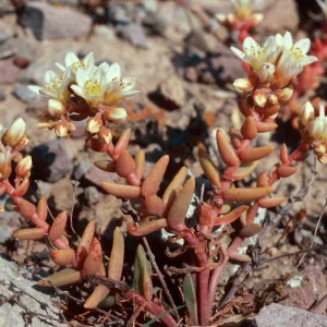 Dudleya nesiotica, Fraser Point, Santa Cruz Island