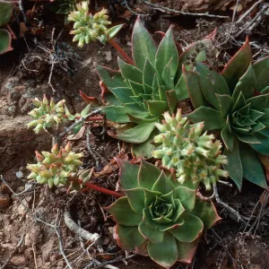 Dudleya candelabrum, CaÃ±ada Del Portezuela, Santa Cruz Island