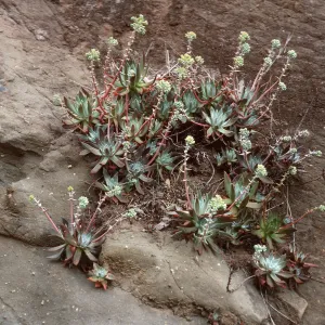 Dudleya greenei, East of Twin Harbor, Santa Cruz Island