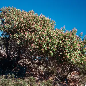 Rhus ovata, top of Portezuella grade, Santa Cruz Island